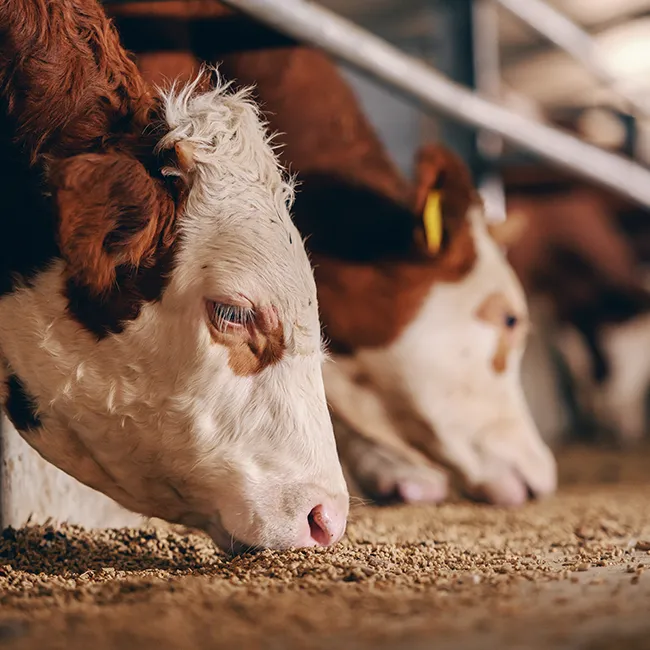 Rind draußen auf der Weide